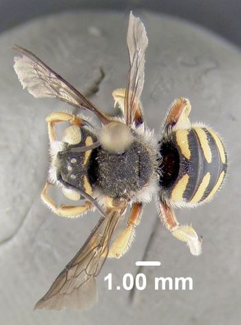 Media type: image;   Entomology 610801 Aspect: habitus dorsal view